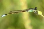 Rambur's Forktail Damselfly