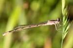 Atlantic Bluet Damselfly