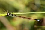 Rambur's Forktail Damselfly