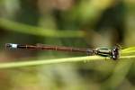 Rambur's Forktail Damselfly