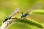 Damselfly