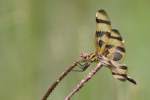 Brown-spotted Yellow-wing Dragonfly