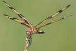 Brown-spotted Yellow-wing Dragonfly