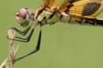 Brown-spotted Yellow-wing Dragonfly