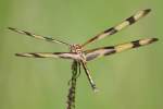 Brown-spotted Yellow-wing Dragonfly