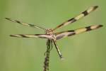 Brown-spotted Yellow-wing Dragonfly