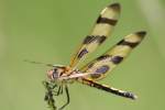 Brown-spotted Yellow-wing Dragonfly