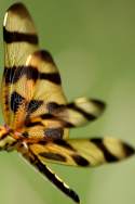 Brown-spotted Yellow-wing Dragonfly