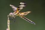 Brown-spotted Yellow-wing Dragonfly