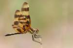 Brown-spotted Yellow-wing Dragonfly