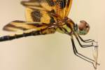 Brown-spotted Yellow-wing Dragonfly