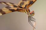 Brown-spotted Yellow-wing Dragonfly