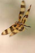 Brown-spotted Yellow-wing Dragonfly