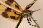 Brown-spotted Yellow-wing Dragonfly