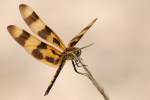 Brown-spotted Yellow-wing Dragonfly