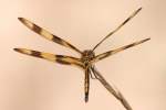 Brown-spotted Yellow-wing Dragonfly