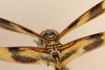 Brown-spotted Yellow-wing Dragonfly