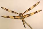 Brown-spotted Yellow-wing Dragonfly