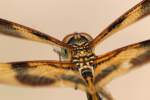 Brown-spotted Yellow-wing Dragonfly