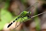 Green Clearwing / Eastern Pondhawk Dragonfly