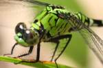 Green Clearwing / Eastern Pondhawk Dragonfly