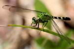 Green Clearwing / Eastern Pondhawk Dragonfly