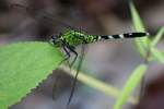 Green Clearwing / Eastern Pondhawk Dragonfly