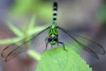 Green Clearwing / Eastern Pondhawk Dragonfly