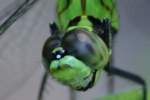 Green Clearwing / Eastern Pondhawk Dragonfly