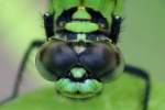 Green Clearwing / Eastern Pondhawk Dragonfly