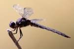 Great Blue Skimmer Dragonfly