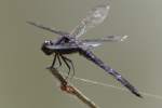 Great Blue Skimmer Dragonfly