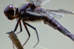 Great Blue Skimmer Dragonfly