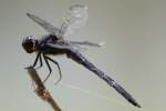 Great Blue Skimmer Dragonfly