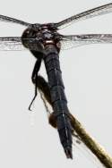 Great Blue Skimmer Dragonfly