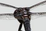 Great Blue Skimmer Dragonfly