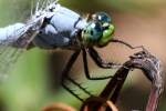 Green Clearwing / Eastern Pondhawk Dragonfly