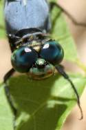 Green Clearwing / Eastern Pondhawk Dragonfly