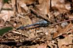 Green Clearwing / Eastern Pondhawk Dragonfly