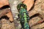 Blue Dasher Dragonfly