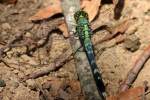 Blue Dasher Dragonfly