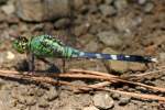 Blue Dasher Dragonfly