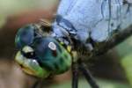 Green Clearwing / Eastern Pondhawk Dragonfly