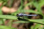 Green Clearwing / Eastern Pondhawk Dragonfly