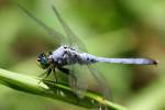 Green Clearwing / Eastern Pondhawk Dragonfly