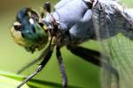 Green Clearwing / Eastern Pondhawk Dragonfly