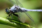 Green Clearwing / Eastern Pondhawk Dragonfly