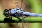 Green Clearwing / Eastern Pondhawk Dragonfly