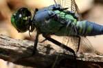 Blue Dasher Dragonfly