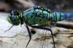 Blue Dasher Dragonfly